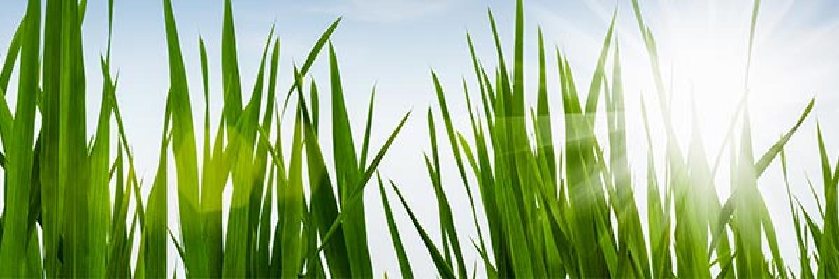 Seguro de Responsabilidad Medioambiental - Imagen de un campo con hierba verde Seguro de Responsabilidad Medioambiental - Imagen de un campo con hierba verde